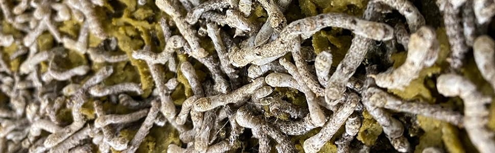 Silkworms Feeding On Silkworm Chow