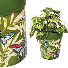 green patterned plant pot