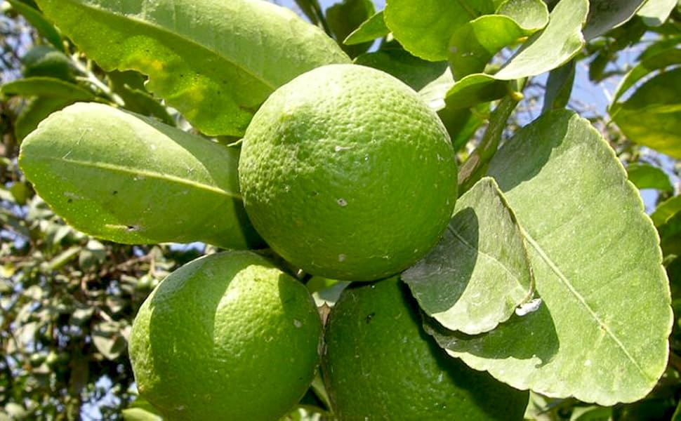 Amazon.co.jp: ライム フレーバーグリーン 9cmポット【品種で