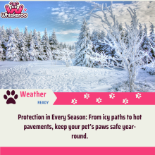 A winter Scene explaining our paw protection in snow