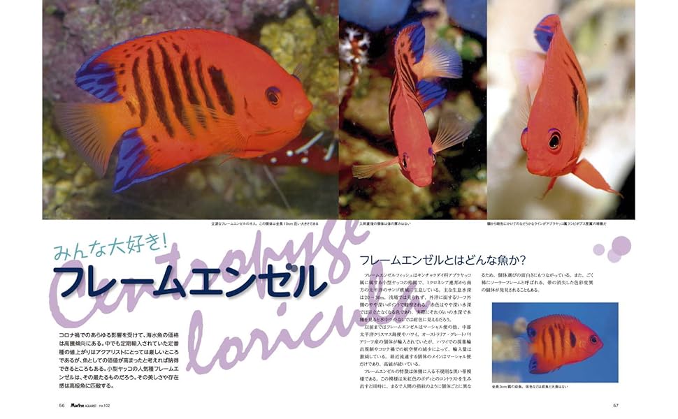 マリンアクアリスト　　102冊セット マリンアクアリスト 102冊セット マリンアクアリストNo.102 |本