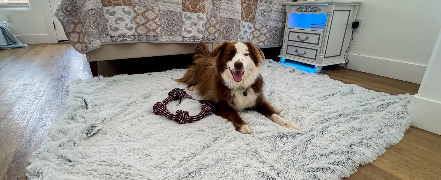 Large Dog Blanket for Dog