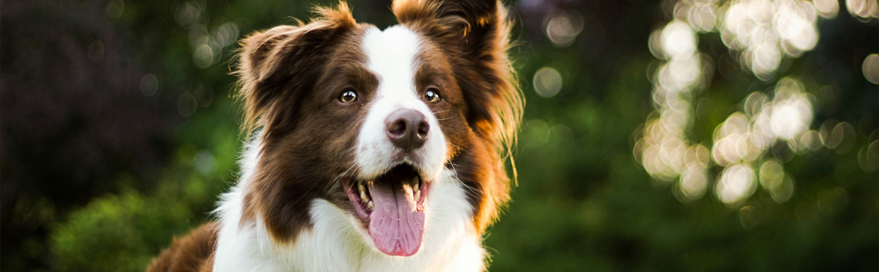 Happy Australian shepard dog
