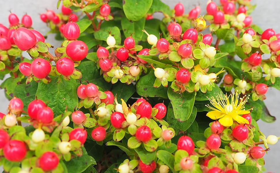 □☘️ヒペリカム苗☘️　❤抜き苗❤　選べるおまけつき　無農薬 □☘️ヒペリカム苗☘️ ❤抜き苗❤ 選べるおまけつき 無農薬