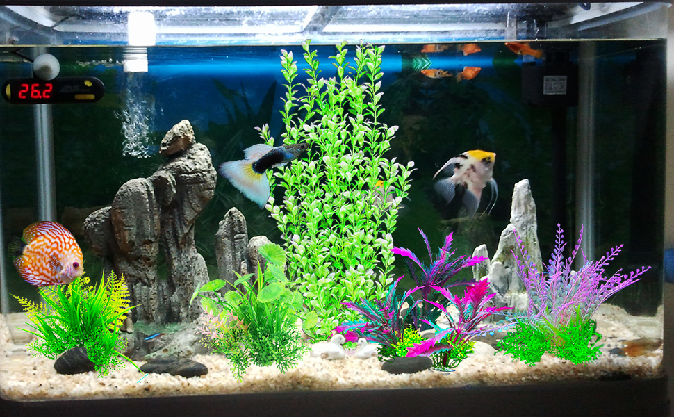 fish tank plant
