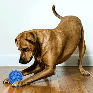 ball toy