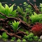 Üppiges Süßwasseraquarium mit vielfältigen Wasserpflanzen, Treibholz und kleinen bunten Fischen. Es dominiert die grüne Vegetation mit roten Akzenten und natürlich anmutendem Substrat