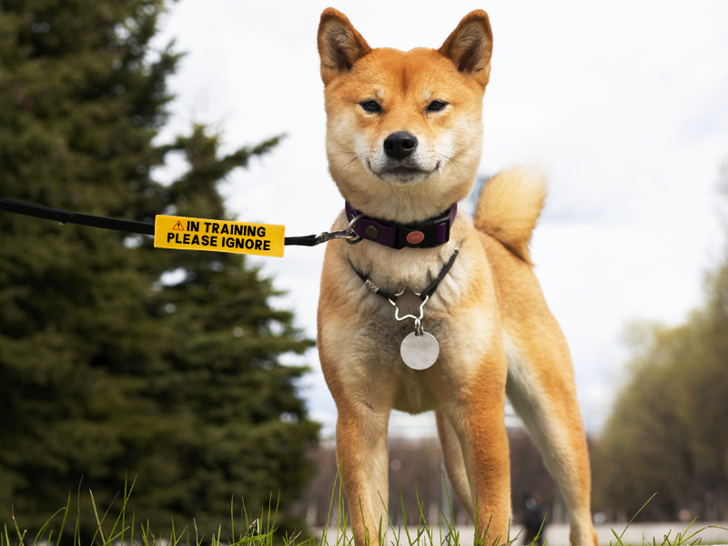 in training leash wrap