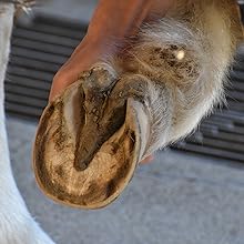 horse and livestock