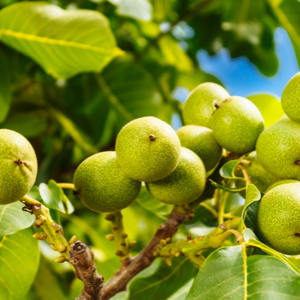 macadamia-plant