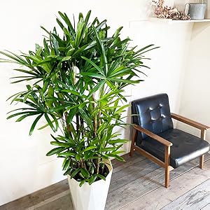 観葉植物・観音竹・カンノンチクの鉢植え カンノンチク/観音竹 8号 : 花のアリマツ Yahoo!店 - 通販 - Yahoo