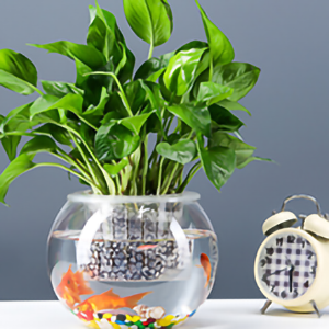 Aquarium Glass Fish Bowl 