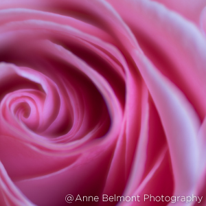 LENSBABY VELVET 85 85ｍｍ F1.8 マイクロフォーサーズ銀 Amazon.com : Lensbaby Velvet 85mm f/1.8 Lens for Nikon Z