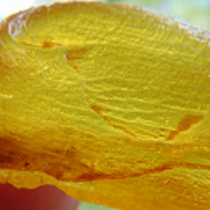 Wunderbare Bernsteinfarbe