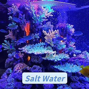 Lebendiges Korallenriffaquarium mit blauer Beleuchtung. Farbenfrohe Korallen und tropische Fische. Die Textüberlagerung lautet „