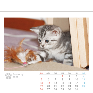 【新品】名前はまだない。 猫 2025 卓上カレンダー直筆サイン入チェキ 新品】名前はまだない。 猫 2025 卓上カレンダー直筆サイン入