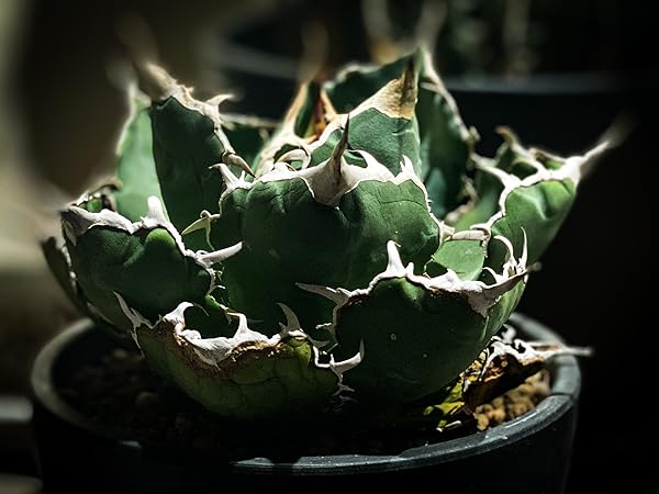 アガベ　チタノタ　鬼爪　ghost claw アガベ・チタノタ「鬼爪（Ghost Claw）」とは？別名「雪峰