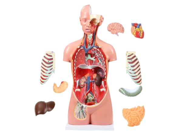 JNMFTD Human Torso Anatomy Model, 33.4
