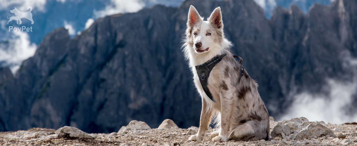 Dog harness