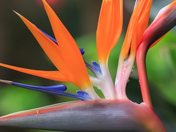 Amazon.com : Samyang SYDS135M-N VDSLR II 135 mm f/2.2-22