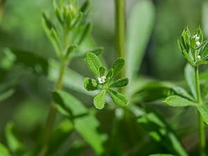 Cleavers
