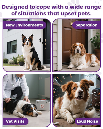 dog melatonin dog sleep aid quiet moments calming aid for dogs melatonin dog melatonin for small dog