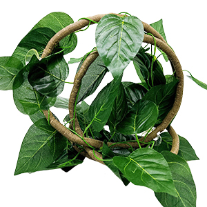 Bearded Dragon Hammock