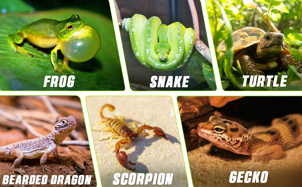 Reptile Ceramic Socket