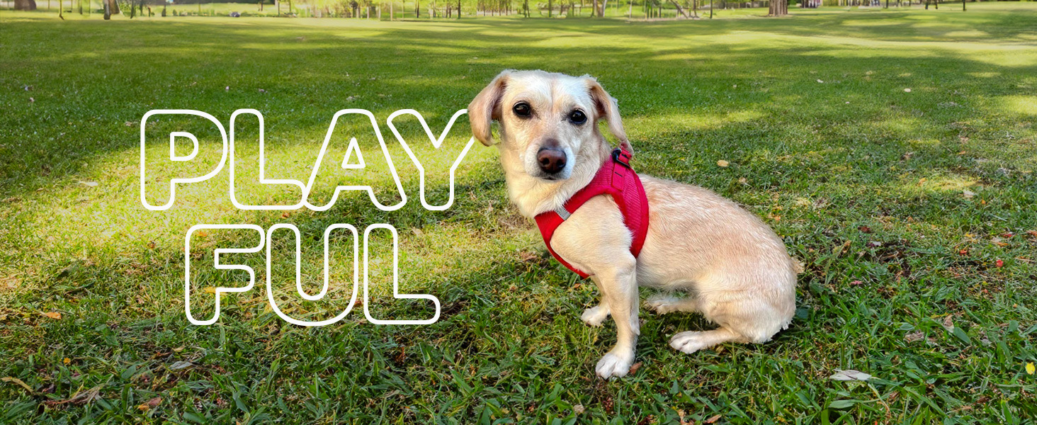 pet harness large dogs