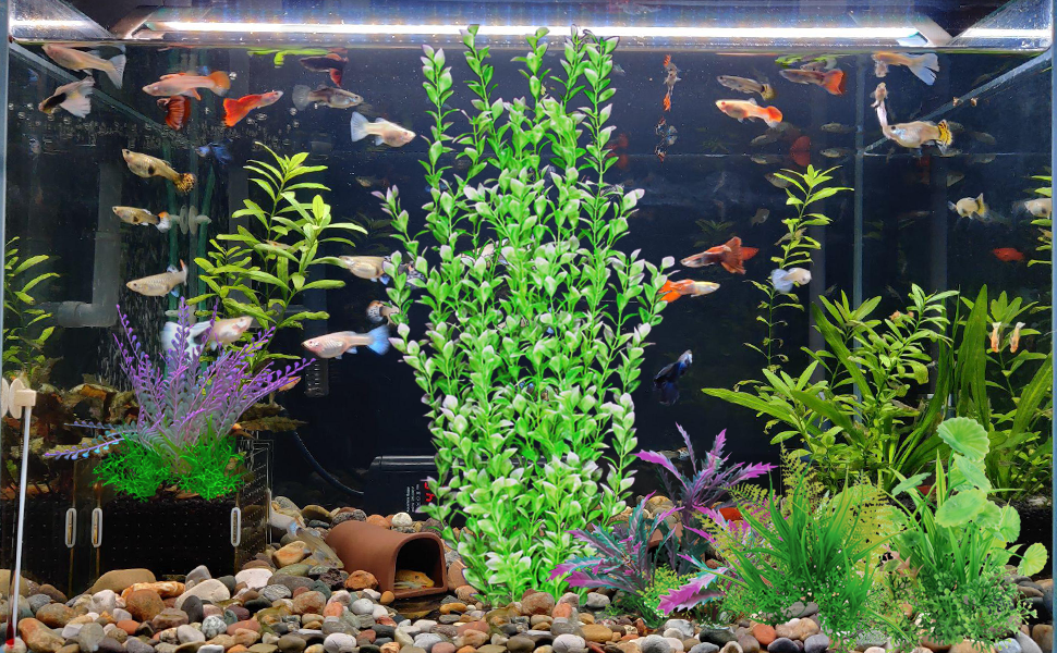 fish tank plant