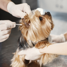 Allergy & Itch Relief 