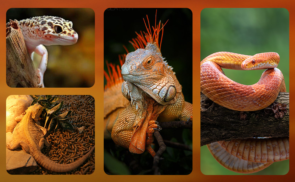 Collage aus Sechs Echsenbildern, die Verschidene Arten Mit Unterschiedliner Farben und Mutern Zeigen, Darunter Grüne, Orange und Gefleckte