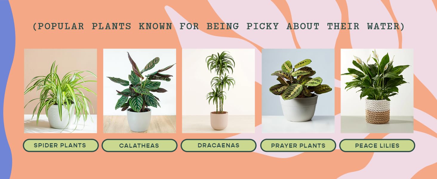 Picky plants