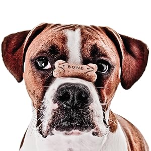 Tricks to Teach Your Dog