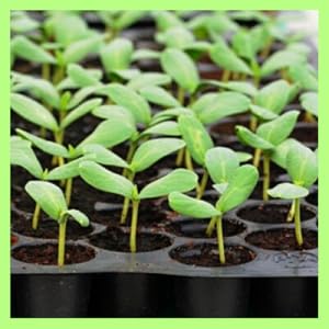 chilli seeds, mirchi seeds, baigan seeds, hybrid seeds, white brinjal seeds, okra seeds