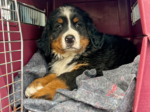use as a dog crate blanket