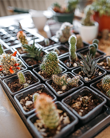  Seed Starter Tray