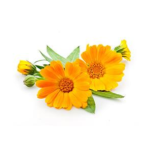 CALENDULA INGREDIENTS WITH INTENT NATUROPATHICA