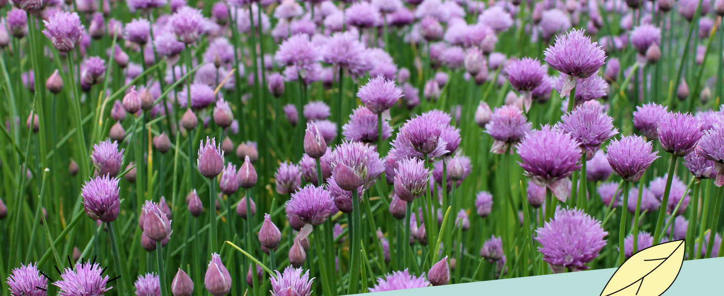 Chives Alpi Nature UK