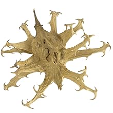devil&#39;s claw root