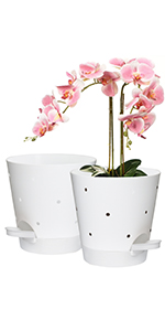 orchid pot