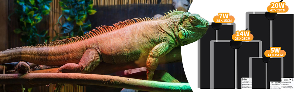 Großer orangefarbener Leguan im Terrarium mit dekorativen schwarzen Sockeln, die im Hintergrund Flammeneffekte zeigen.
