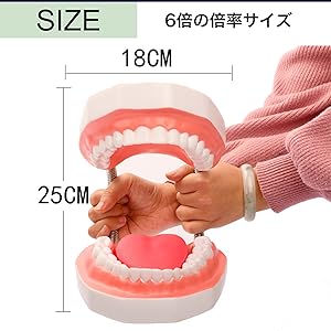 さ*さ様 歯　模型　遺品　歯型 さ*さ様 歯 模型 遺品 歯型 さ*さ様 歯 模型 遺品