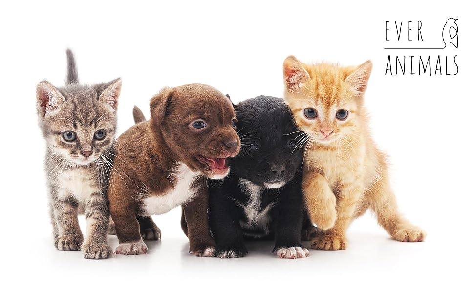 everanimals