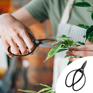 bonsai Scissors