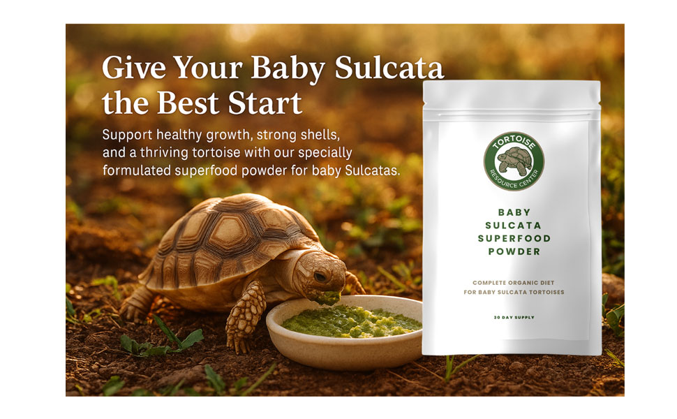 Baby Sulcata Superfood Powder