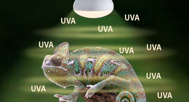 A+2 reptile basking bulb