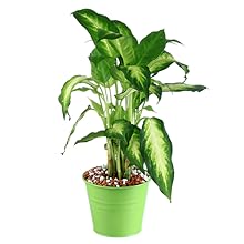 Balcony Planters Railing Hanging