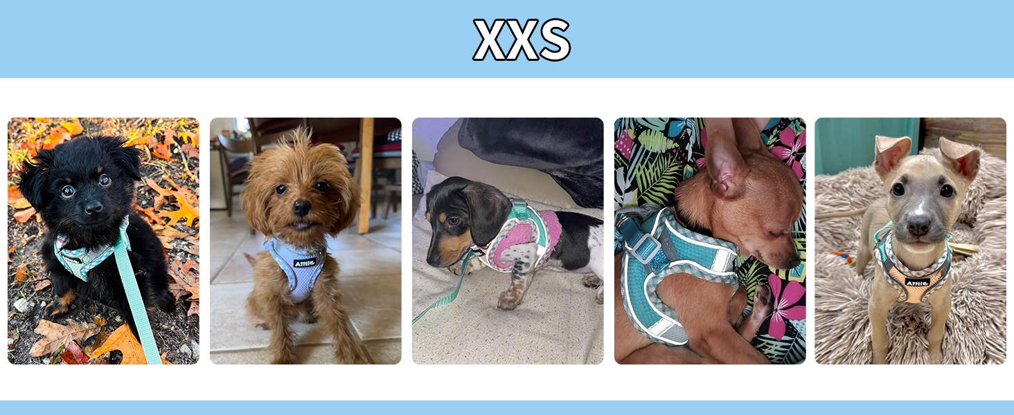 AIITLE Teacup Puppy Harness with Leash - Adjustable Soft Vest with Magic Velcro