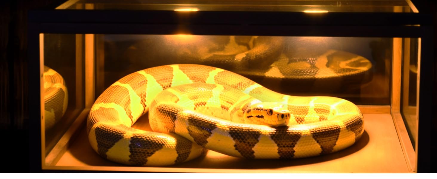 heat bulb for reptile
